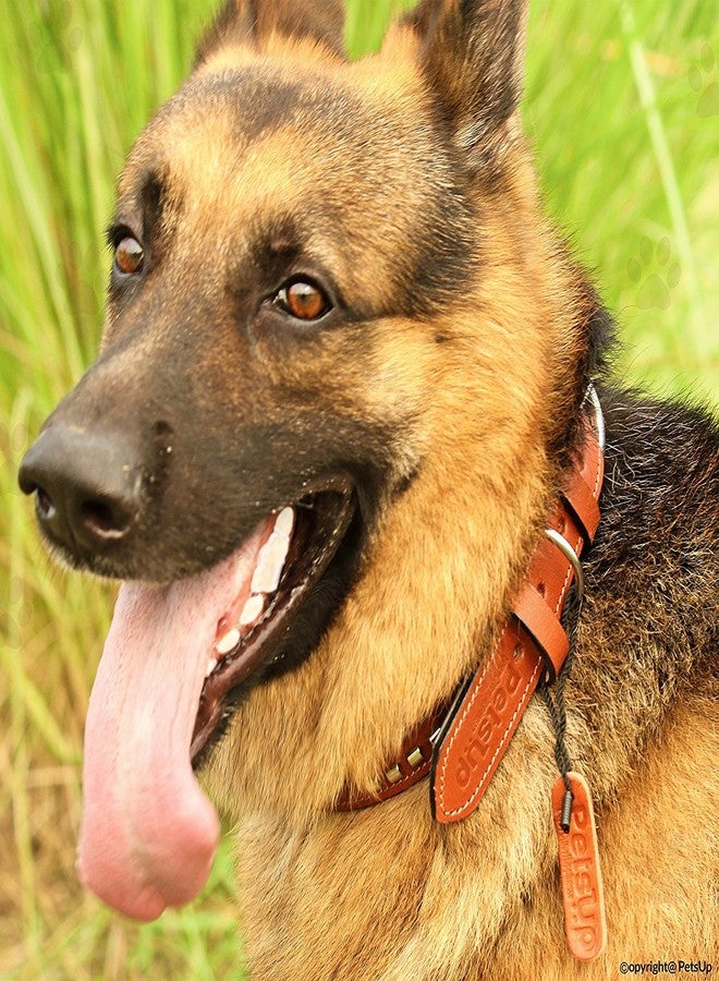 Skora Dog Leather Collar with Designer Studs,Tan Color-Small - Image 4